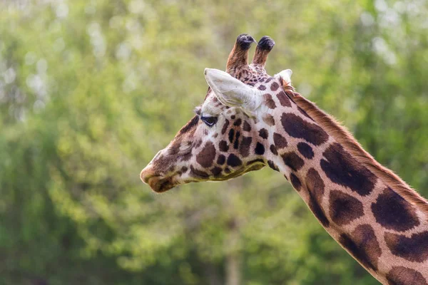 Giraffe Eingefangen Frühjahr 2019 England Vor Einem Grünen Folienmeer Hintergrund — Stockfoto