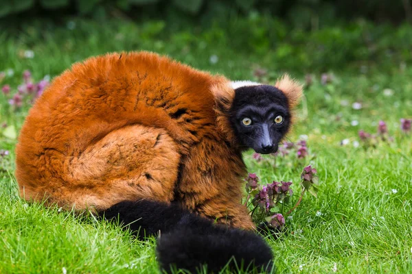 Rød Ruffet Lemur Sett Gresset Norfolk England Våren 2019 – stockfoto