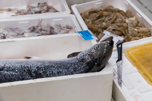 Grande Peixe Recentemente Capturado Mar Adriático Visto Espera Ser Eviscerado — Fotografia de Stock