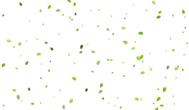 Kireç Yapraklı Rüzgar Vektörü Posteri. Organik Yaprak 