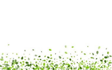 Limon Yeşilleri Düşen Vektör Şubesi. Şeffaf 