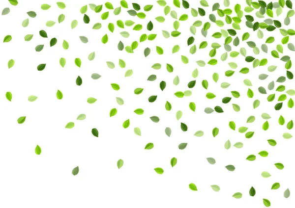 Diseño de vectores de árbol de follaje verde. Naturaleza Verdes — Vector de stock
