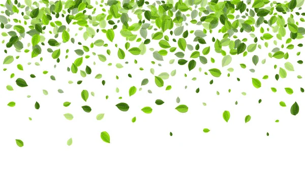 Mint Foliage Transparent Vector Brochure 의 약자이다. 약초 — 스톡 벡터