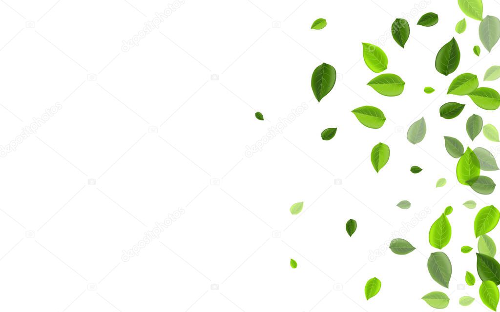 Green Leaves Wind Vector Border. Spring Foliage 
