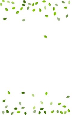 Zeytin Yaprağı Görüntü Vektör Bitkisi. Uçan Yapraklar 