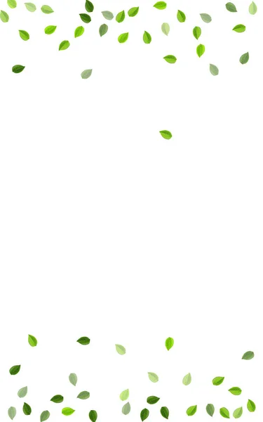 Olive Leaf Blur Vector Plant. Hojas de mosca — Vector de stock