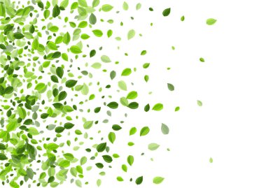 Zeytin Yaprağı Uçan Vektör Sınırı. Çay Yeşilleri 