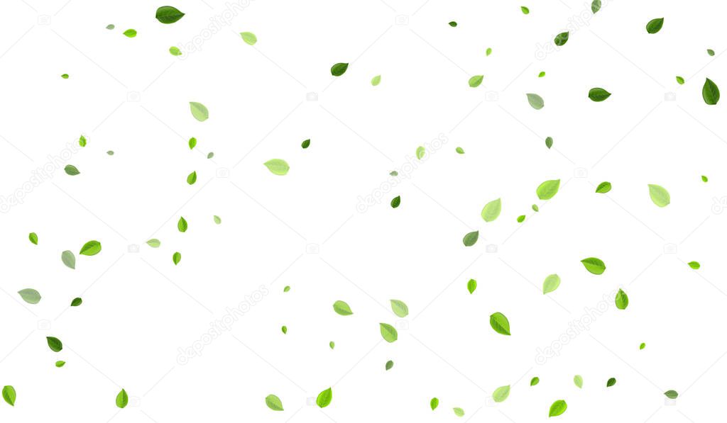 Mint Foliage Nature Vector Banner. Abstract Leaf 