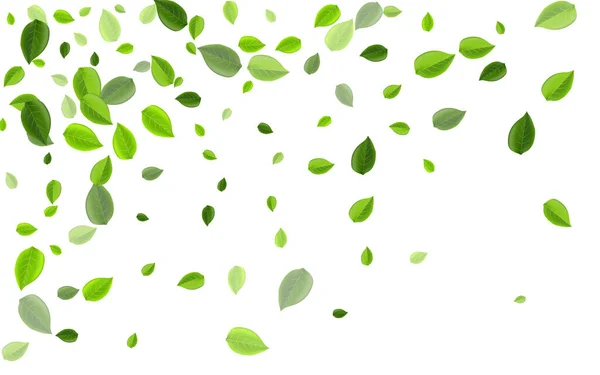 Olive Foliage Flying Vector Backdrop. Ecologia — Vetor de Stock