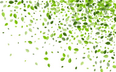 Orman Yaprağı Şeffaf Vektör Broşürü. Uç 