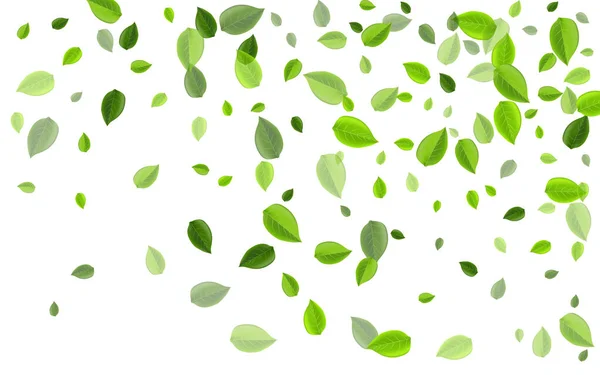 Motif vectoriel transparent du feuillage d'olivier. Tourbillon — Image vectorielle