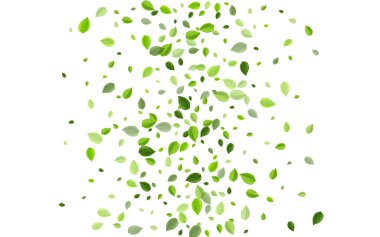 Yeşil Yapraklar Hareket Vektör Sınırı. Arakçı Yaprağı 