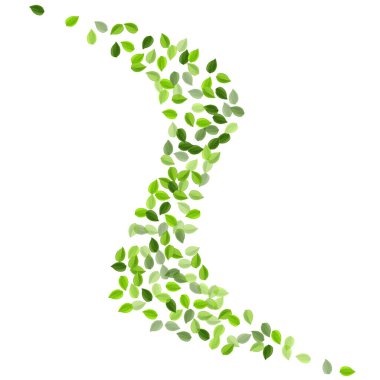 Lime Leaf Ekoloji Vektör Şubesi. Bahar Yaprakları 