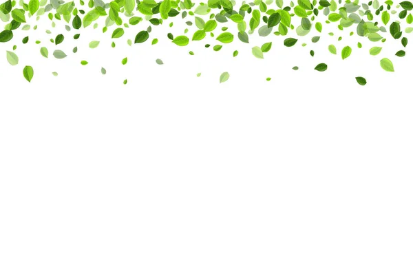 Olive Foliage Forest Vector Ilustración . — Vector de stock