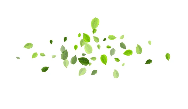 绿叶下降矢量壁纸。草药 — 图库矢量图片