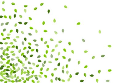 Zeytin Yaprağı Vektör Tasarımı. Bulanık Yapraklar 