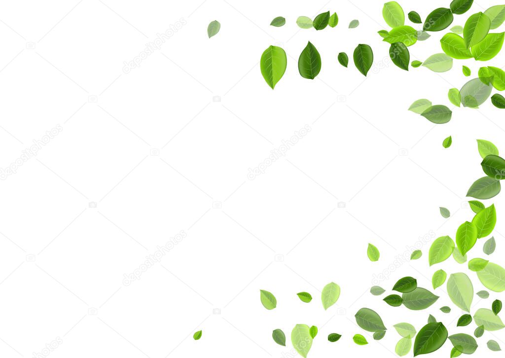 Mint Leaf Transparent Vector Pattern. Herbal 