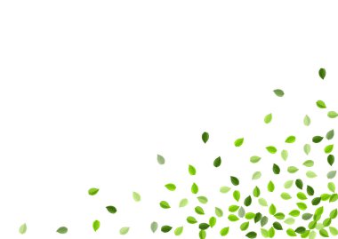 Bataklık Yaprağı Gerçekçi Vektör Şablonu. Düşüyor 