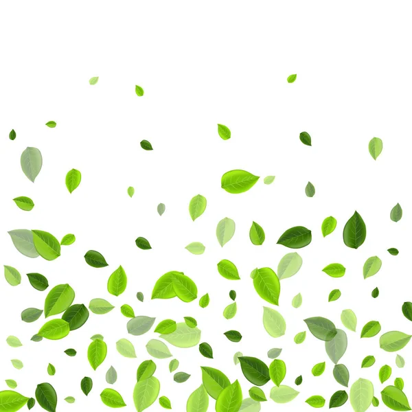 Folha de erva Orgânica Vector Fronteira. Abstrato — Vetor de Stock