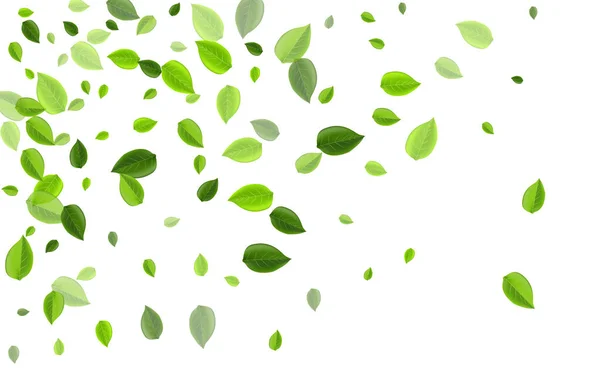Grassy Greens Abstract Vector Brochure. Fly Leaf — Stockový vektor