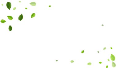 Zeytin yaprağı çay taşıyıcısı bitkisi. Taze Yaprak 