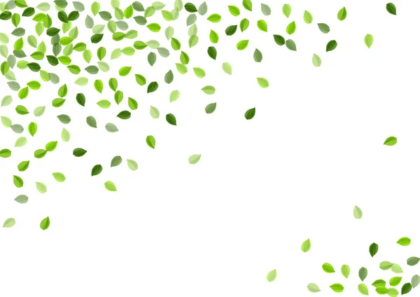 Olive Leaves Flying Vector Concept (en inglés). Hoja ecológica — Archivo Imágenes Vectoriales