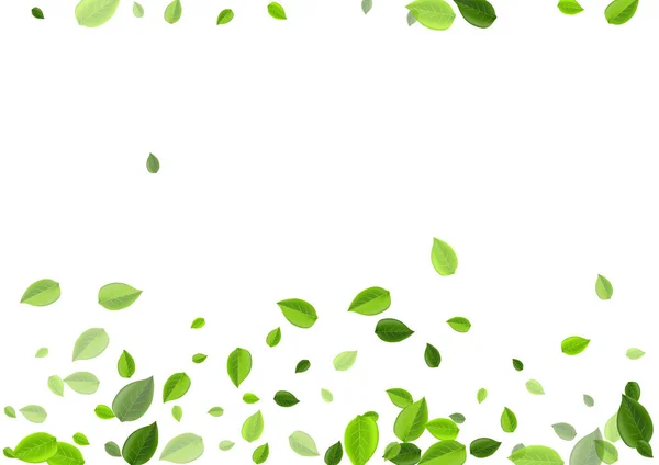 Cartaz de Vetor de Folha Florestal. Folhas frescas — Vetor de Stock