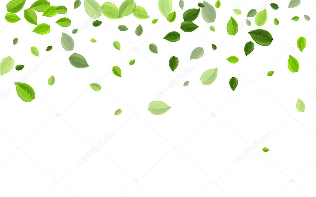 Grassy Foliage Wind Vector Banner. Fresh Leaf 