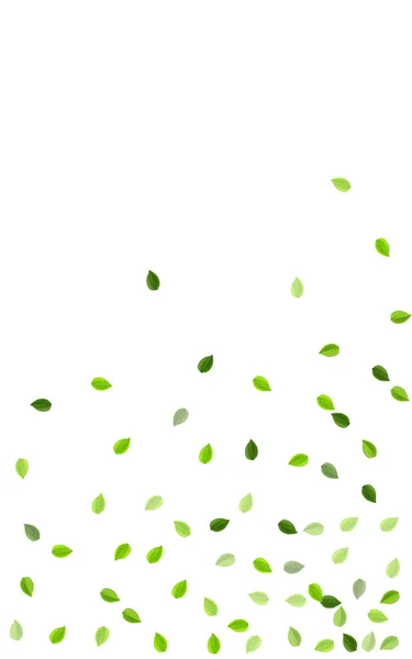Vectorsjabloon voor olijfbladeren. Motion Foliage — Stockvector