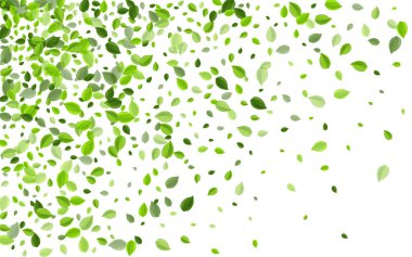 Limon Ekoloji Vektör Sınırı 'ndan ayrılıyor. Bulanık Yeşiller 