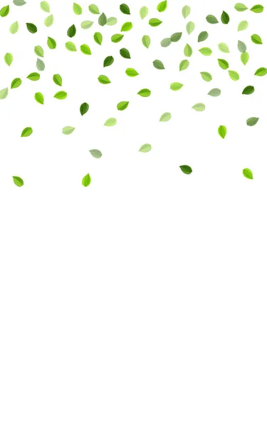 Branche de vecteurs à base de feuilles vertes. Verts réalistes — Image vectorielle