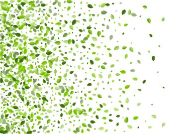 Olive Leaves Uçan Vektör Şablonu. Uçan Yaprak 