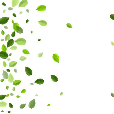 Lime Leaves Tea Vector Tasarımı. Orman Yaprakları 