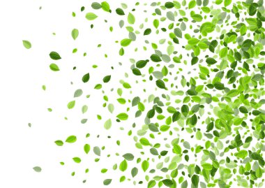 Olive Leaves Wind Vector Tasarımı. Girdap Yaprağı 