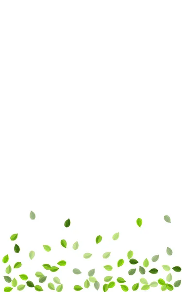 ऑलिव्ह पाने वृक्ष वेक्टर शाखा सेंद्रिय हिरव्या — स्टॉक व्हेक्टर