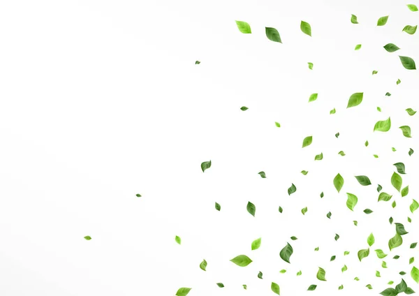 オリーブの葉フライングベクターホワイトの背景 — ストックベクタ