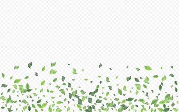 Folhas verdes vetor orgânico transparente —  Vetores de Stock