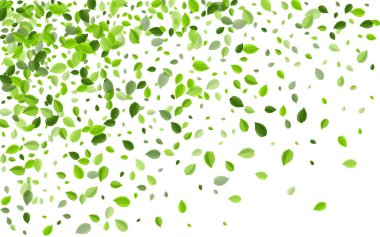 Orman Yeşilleri Taze Vektör Sınırı. Doğa Yaprağı 