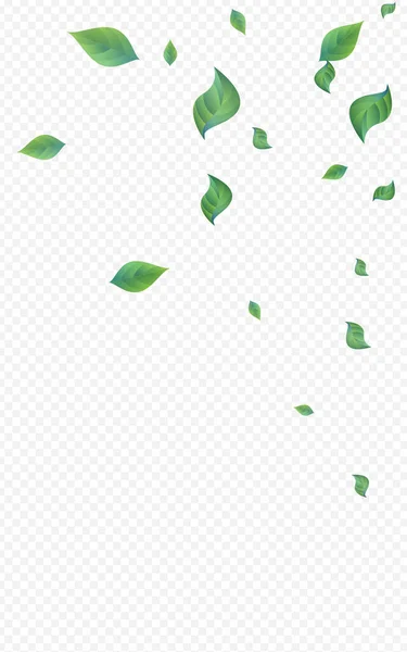 Mint Leaf Motion Vector Fundo Transparente — Vetor de Stock