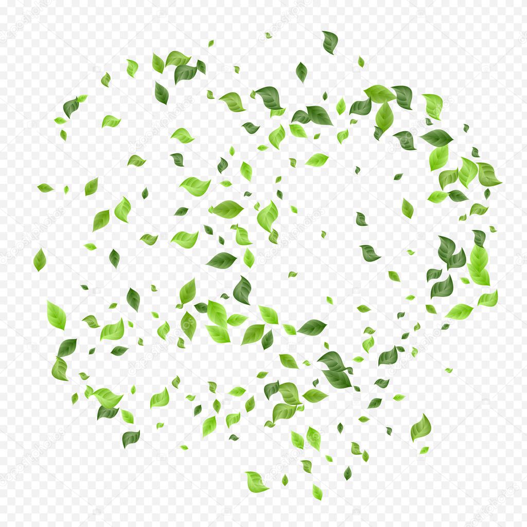 Mint Leaves Swirl Vector Transparent Background 