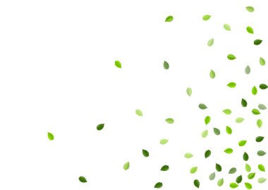 Kireç Ağaç Vektörü Posteri 'ni Bırakıyor. Taze Yeşiller 