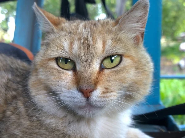 Ρύγχος Του Ένα Κόκκινο Φως Closeup Γάτα Ένα Φυλασσόμενο Βλέμμα — Φωτογραφία Αρχείου
