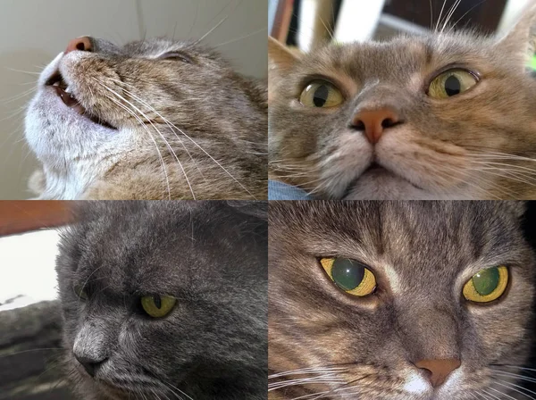 Gri Kedi Namlu Closeup Önden Görünüm Yan Görünüm Çeşitli Açılardan — Stok fotoğraf