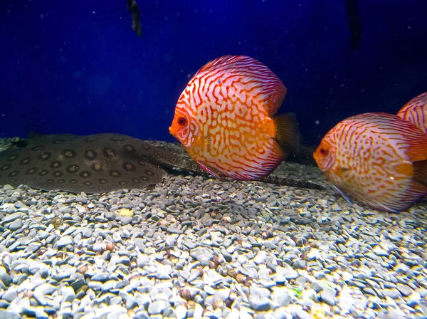 Discus Red Turken Van Familie Van Cichliden Een Zoetwater Aquarium — Stockfoto