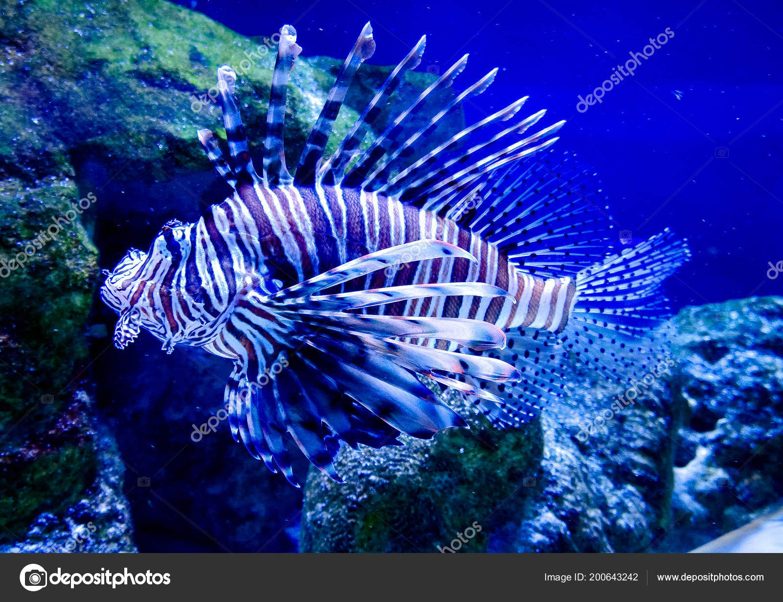 Marine Radiant Poisonous Fish Striped Zebrafish Aquarium Stock Photo C Khalimosha 200643242