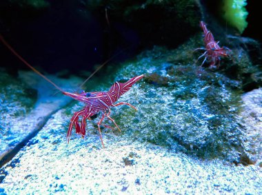 Rinhocinetus durbanensis (dans karides veya karides-deve) - bir resif akvaryumu deniz karides