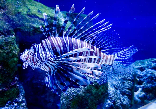 Peixe Venenoso Radiante Marinho Zebrafish Listrado Aquário — Fotografia de Stock