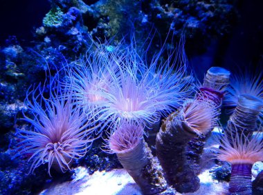 Deniz tükürme bir gruptan birkaç tek mercan polip