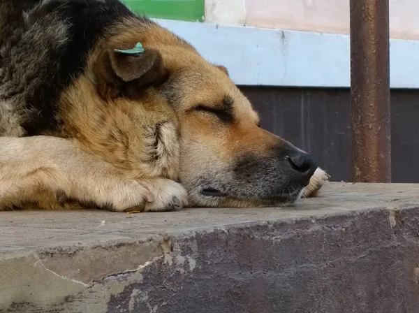 Muzzle of a sleeping homeless large dog of black and red color
