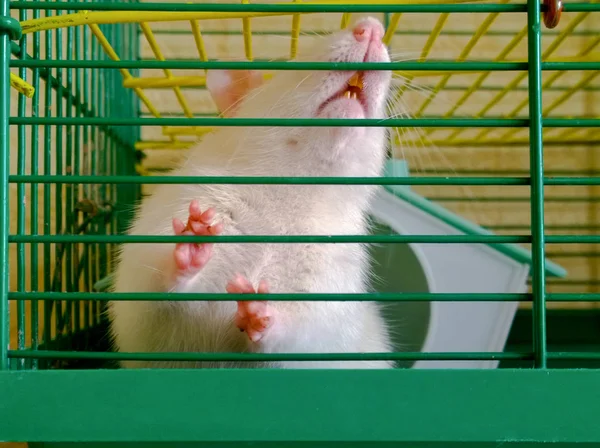 Ozdobny Biały Szczur Posiada Jego Łapy Kratkami Zielony Koszyk Coś — Zdjęcie stockowe